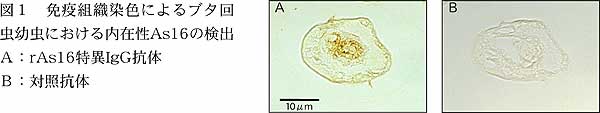 図1 免疫組織染色によるブタ回 虫幼虫における内在性As16の検出