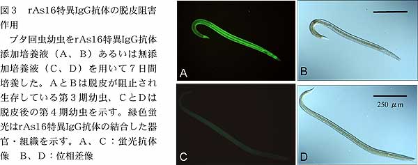 図3 rAs16特異IgG抗体の脱皮阻害 作用