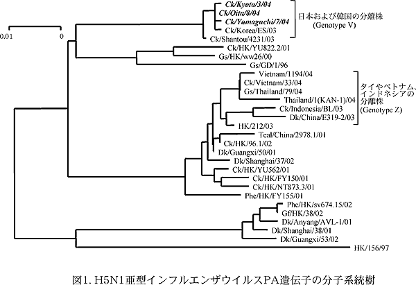図1. H5N1 亜型インフルエンザウイルスPA 遺伝子の分子系統樹