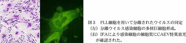 図3 FLL 細胞を用いて分離されたウイルスの同定