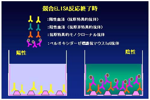 補足説明:競合ELISA