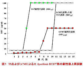 図1.TSおよびLCMによるM. hyorhinis株BTS7T株の耐性値上昇試験