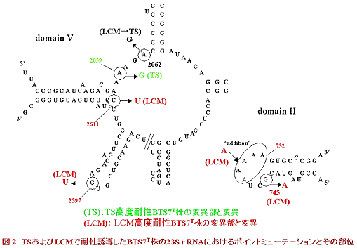 図2.TSおよびLCMで耐性誘導したBTS7T株の23SrRNAにおけるポイントミューテーションとその部位