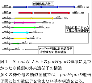 図1 S. suisゲノム上のpurH-purD領域に見つ かった8種類の外来遺伝子の構造