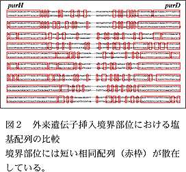 図2 外来遺伝子挿入境界部位における塩 基配列の比較