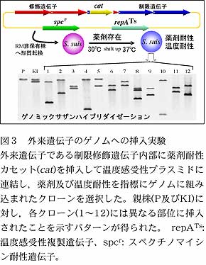 図3 外来遺伝子のゲノムへの挿入実験