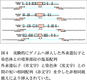 図4 実験的にゲノムへ挿入した外来遺伝 子と染色体との境界部位の塩基配列