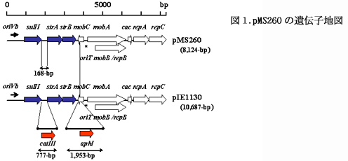 図1. pMS260 の遺伝子地図