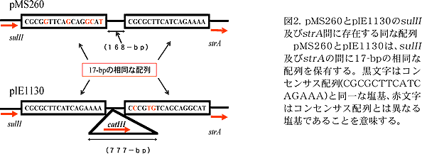 図2. pMS260 とpIE1130 の sulII 及びstrA 間に存在する相 同な配列