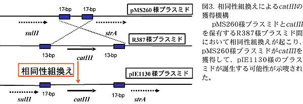 図3. 相同性組換えによる catIII の獲得機構