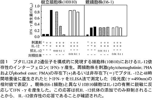 図1 ブタIL-12R 2遺伝子を構成的に発現する細胞株(10B10)におけるIL-12依存 性のインターフェロン(IFN)- 産生。 