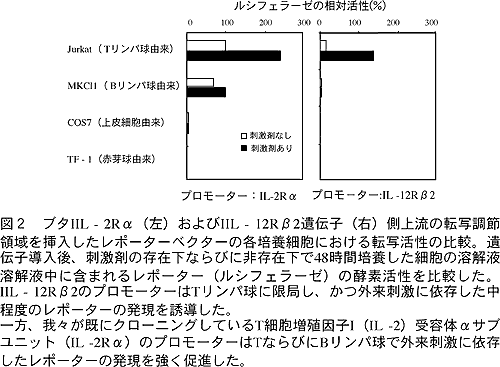 図2 ブタIL-2R (左)およびIL-12R 2遺伝子(右)5側上流の転写調節領域を挿入 したレポーターベクターの各培養細胞における転写活性の比較。