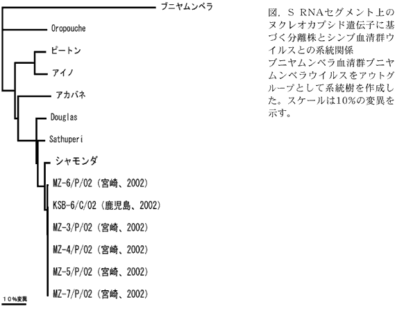 図.S RNA セグメント上のヌ クレオカプシド遺伝子に基づ く分離株とシンブ血清群ウイ ルスとの系統関係