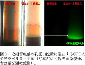 図3.毛細管底部の乳蛋白沈殿に混在す るCFDA 蛍光ラベルヨーネ菌