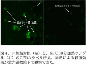 図4.非加熱対照(左)と、65°C30 分加 熱サンプル(右)のCFDA ラベル所見。