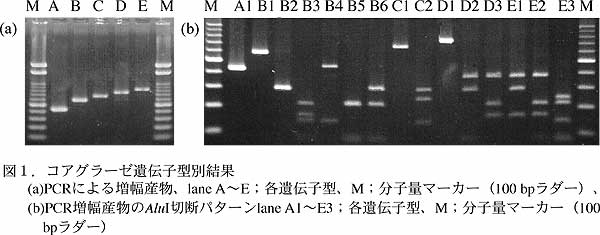 図1.コアグラーゼ遺伝子型別結果