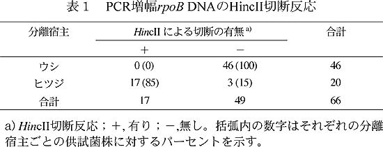 表1 PCR 増幅rpoB DNA のHincII 切断反応