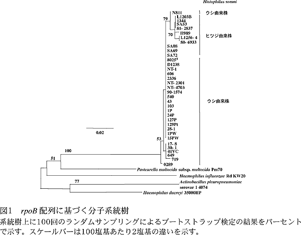 図1 rpoB 配列に基づく分子系統樹