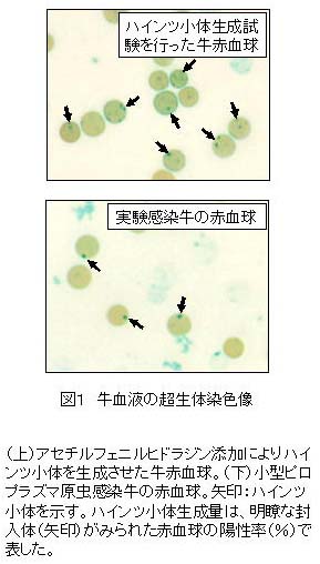 図1 牛血液の超生体染色像