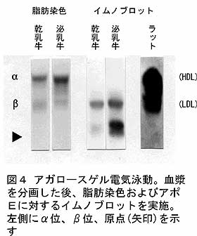 図4.アガロースゲル電気泳動。