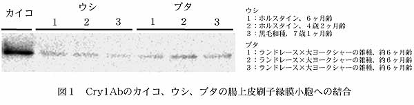 図1 Cry1Abのカイコ、ウシ、ブタの腸上皮刷子縁膜小胞への結合