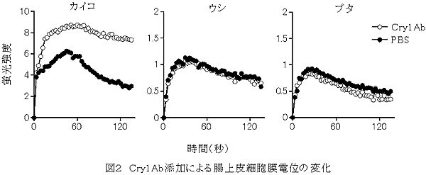 図2.Cry1Ab添加による腸上皮細胞膜電位の変化