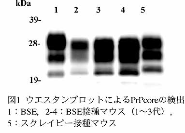 図1 ウエスタンブロットによるPrPcoreの検出