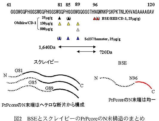 図2 BSEとスクレイピーのPrPcoreのN末構造のまとめ