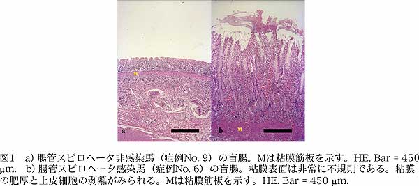 図1 a) 腸管スピロヘータ非感染馬(症例No. 9)の盲腸。M は粘膜筋板を示す。