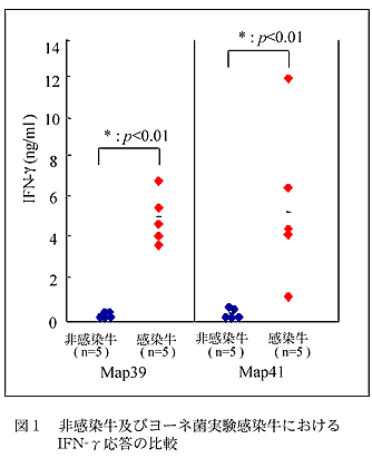 図1 非感染牛及びヨーネ菌実験感染牛におけるIFN-γ応答の比較