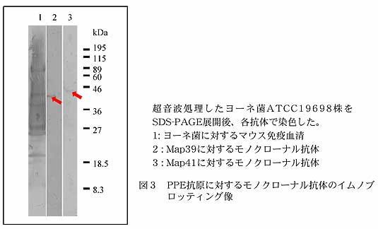 図3 PPE抗原に対するモノクローナル抗体のイムノブロッティング像