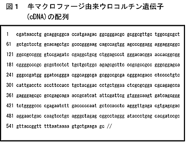 図1 牛マクロファージ由来ウロコルチン遺伝子(cDNA)の配列