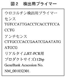 図2 検出用プライマー