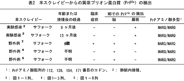 表2 羊スクレイピーからの異常プリオン蛋白質(PrPSc)の検出