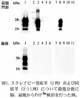 図1. スクレイピー発症羊(1列)および同居羊(2-11列)について殺処分後に脳、扁桃からPrPSc検出を行った例。