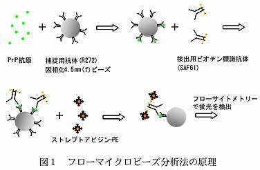 図1 フローマイクロビーズ分析法の原理