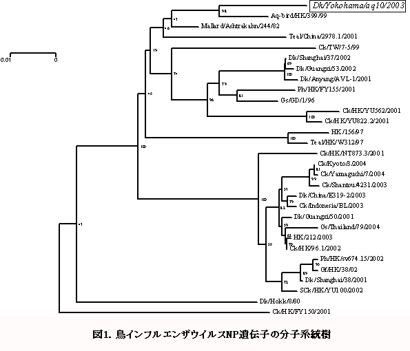 図1. 鳥インフルエンザウイルスNP遺伝子の分子系統樹