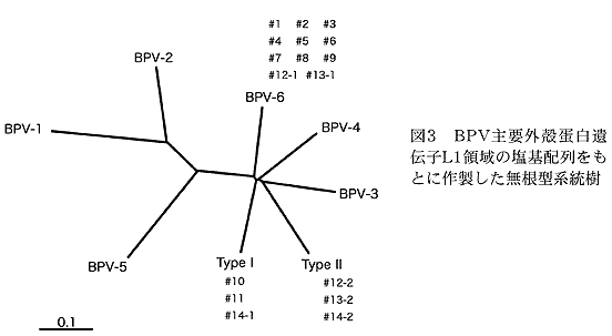 図3 BPV主要外殻蛋白遺伝子L1領域の塩基配列をもとに作製した無根型系統樹