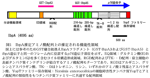 図1 IbpA推定アミノ酸配列上の推定される機能性領域