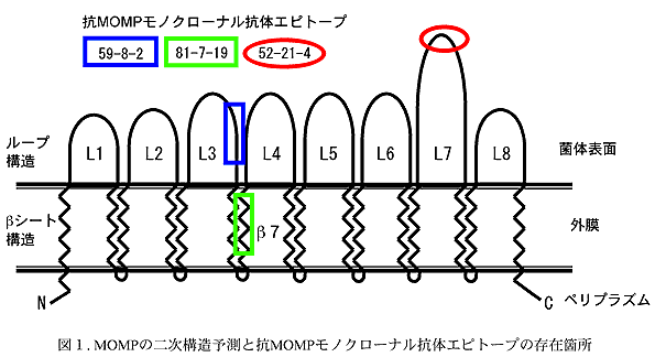 図1. MOMPの二次構造予測と抗MOMPモノクローナル抗体エピトープの存在箇所