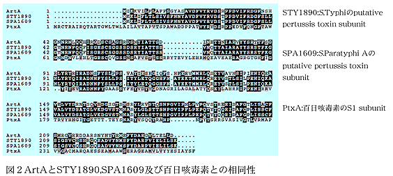 図2ArtAとSTY1890,SPA1609及び百日咳毒素との相同性