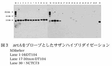 図3 artAをプローブとしたサザンハイブリダイゼーション