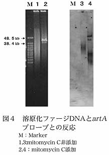 図4 溶原化ファージDNAとartAプローブとの反応