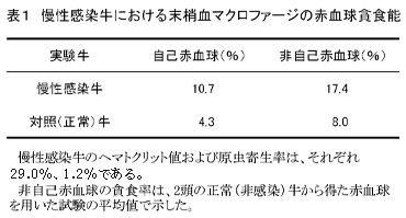 表1 慢性感染牛における末梢血マクロファージの赤血球貪食能