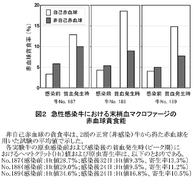 図2 急性感染牛における末梢血マクロファージの赤血球貪食能