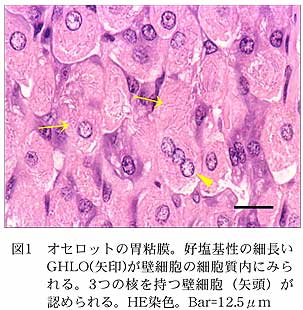 図1 オセロットの胃粘膜。好塩基性の細長いGHLO(矢印)が壁細胞の細胞質内にみられる。3つの核を持つ壁細胞(矢頭)が認められる。HE染色。Bar=12.5μm