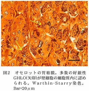 図2 オセロットの胃粘膜。多数の好銀性GHLO(矢印)が壁細胞の細胞質内に認められる。Warthin-Starry染色。Bar=20μm