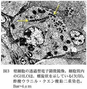 図3 壁細胞の透過型電子顕微鏡像。細胞質内のGHLOは、螺旋状を示している(矢印)。酢酸ウラニル・クエン酸鉛二重染色。Bar=4μm