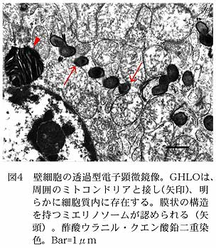 図4 壁細胞の透過型電子顕微鏡像。GHLOは、周囲のミトコンドリアと接し(矢印)、明らかに細胞質内に存在する。膜状の構造を持つミエリノソームが認められる(矢頭)。酢酸ウラニル・クエン酸鉛二重染色。Bar=1μm