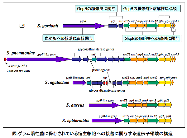 図 グラム陽性菌に保存されている宿主細胞への接着に関与する遺伝子領域の構造